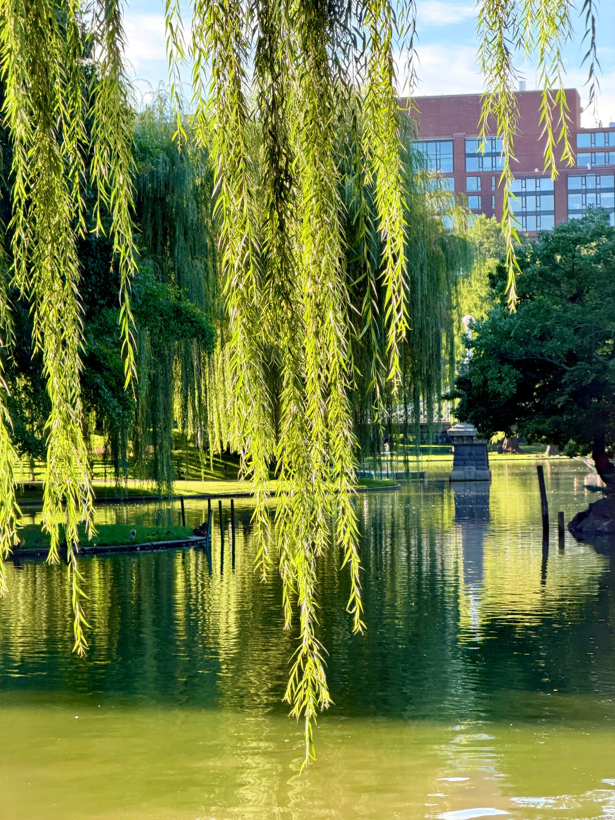 Sunlit weeping willow branches hanging over the green water of the Public Garden lagoon